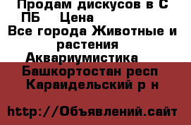 Продам дискусов в С-ПБ. › Цена ­ 3500-4500 - Все города Животные и растения » Аквариумистика   . Башкортостан респ.,Караидельский р-н